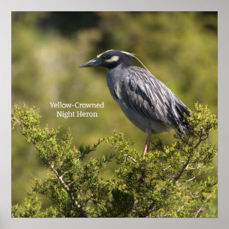 Yellow-crowned Night Heron Poster