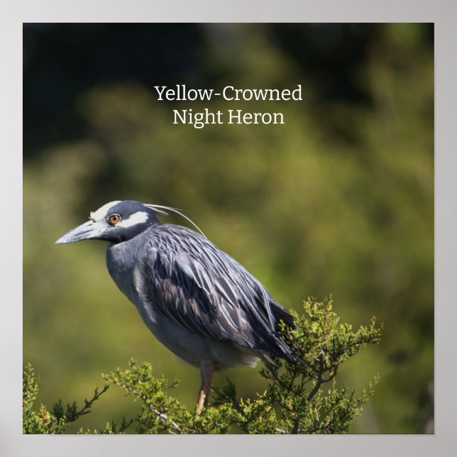 Yellow-crowned Night Heron Poster (Front)