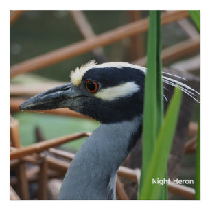 Yellow-crowned Night Heron Poster