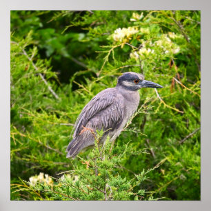 Yellow-crowned Night Heron Poster