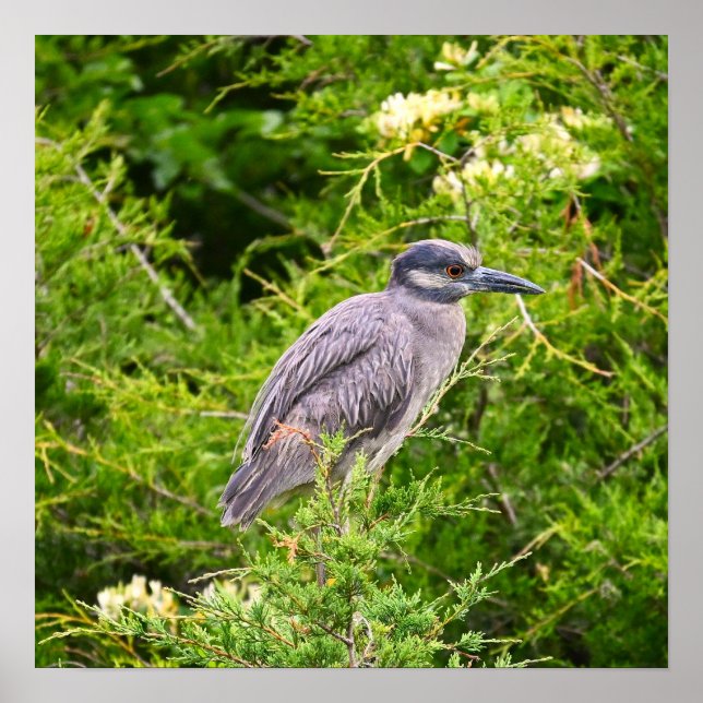 Yellow-crowned Night Heron Poster (Front)