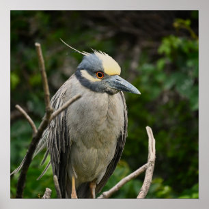 Yellow-crowned Night Heron Poster