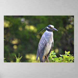 Yellow-crowned Night-Heron Poster