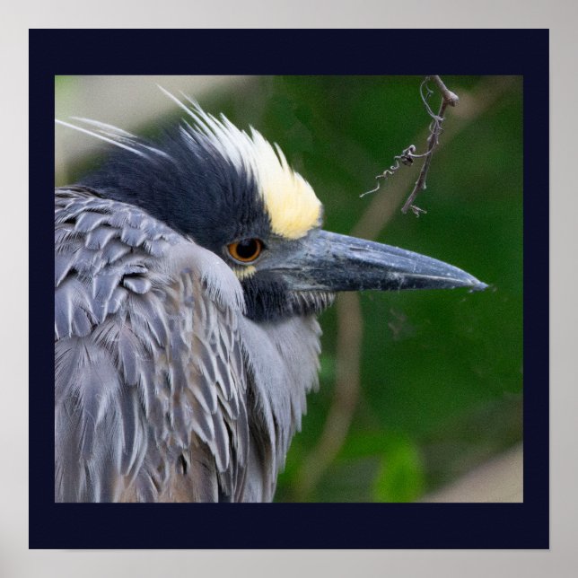 Yellow-crowned Night Heron Poster (Front)