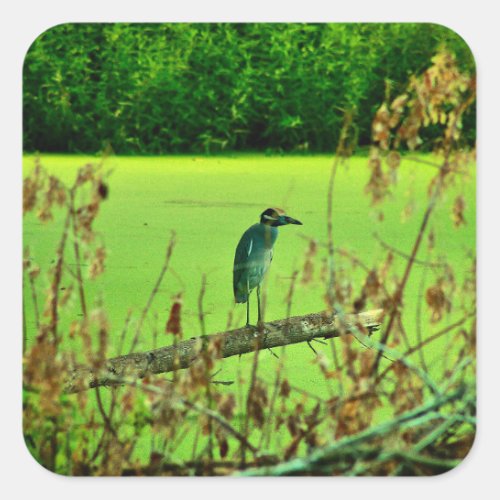 Yellow_Crowned Night Heron  Square Sticker