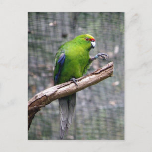 Yellow-crowned Parakeet Postcard