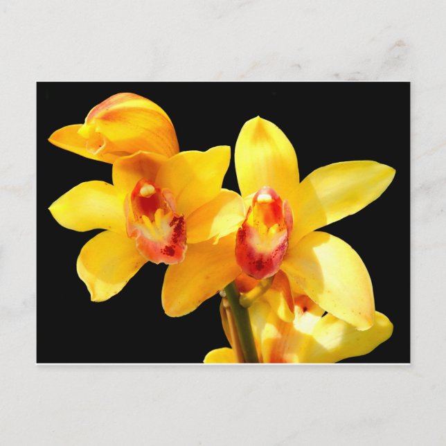 Yellow Cymbidium Orchid Postcard (Front)
