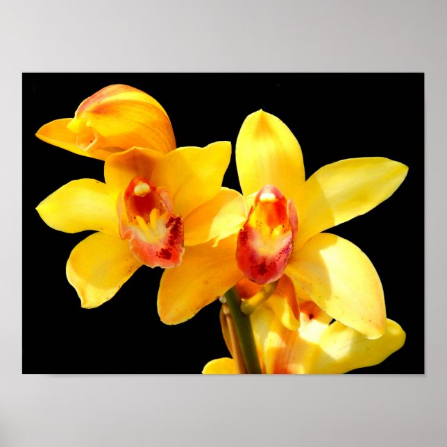 Yellow Cymbidium Orchid Poster (Front)
