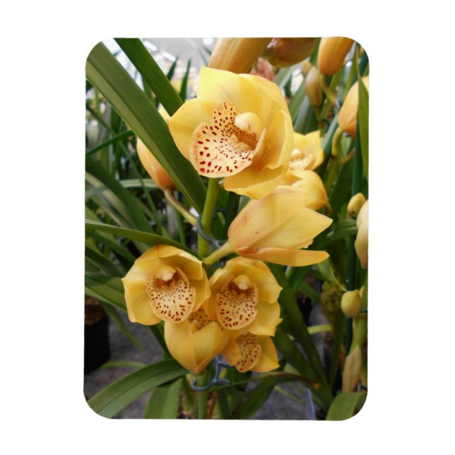 Yellow Cymbidium Orchids Magnet (Vertical)