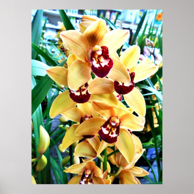 Yellow Cymbidium Orchids Poster (Front)
