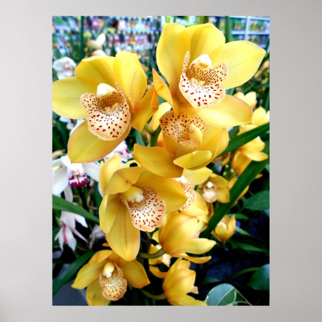 Yellow Cymbidium Orchids Poster (Front)