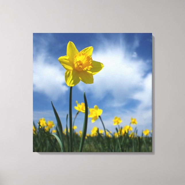 Yellow Daffodil Field on Blue Sky 24x24 Canvas Print (Front)
