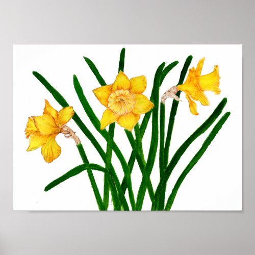 Yellow Daffodil Floral Watercolor Painting Poster