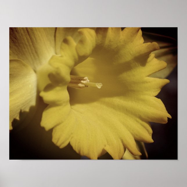 Yellow Daffodil Flower Close Up Poster (Front)