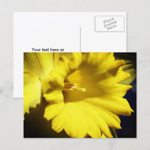 Yellow Daffodil Flower Photography Postcard