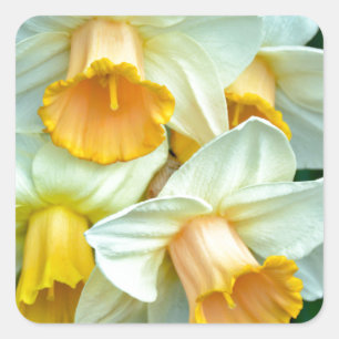 Yellow daffodil flowers square sticker