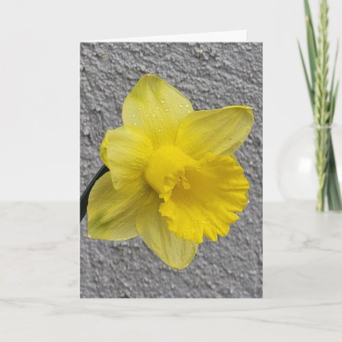 Yellow Daffodil Mothers Day Card