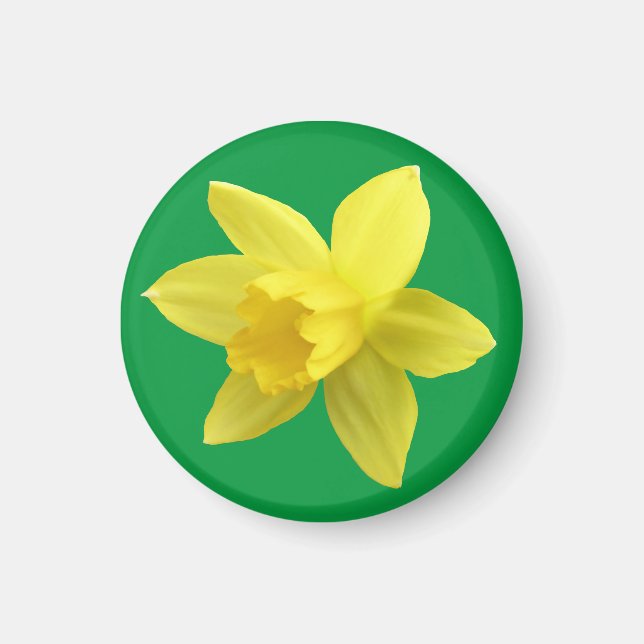 Yellow Daffodil on Green Magnet (Front)
