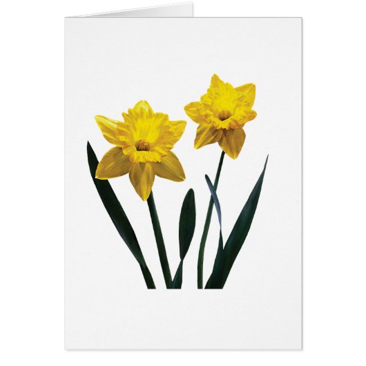 Yellow Daffodil Pair Cards (Front)