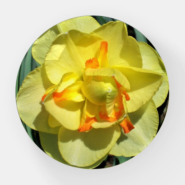 Yellow Daffodil Paperweight (Front)
