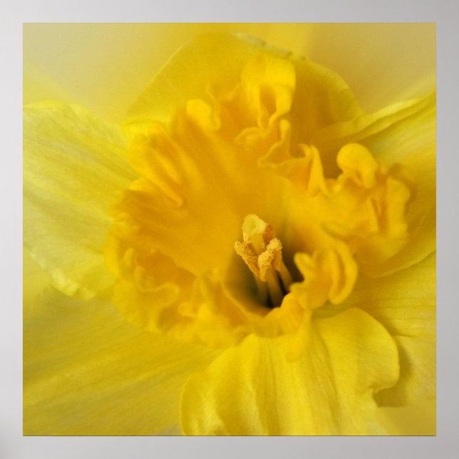 yellow daffodil poster (Front)