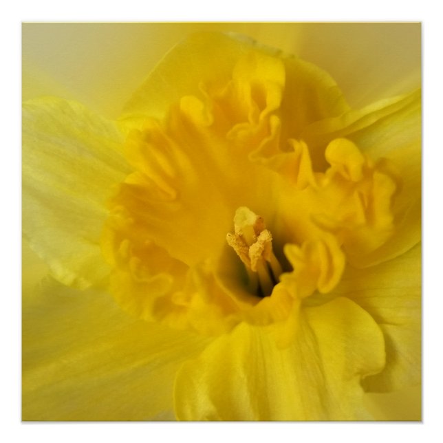yellow daffodil poster (Front)
