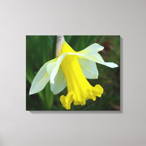 Yellow Daffodil Wrapped Canvas Print