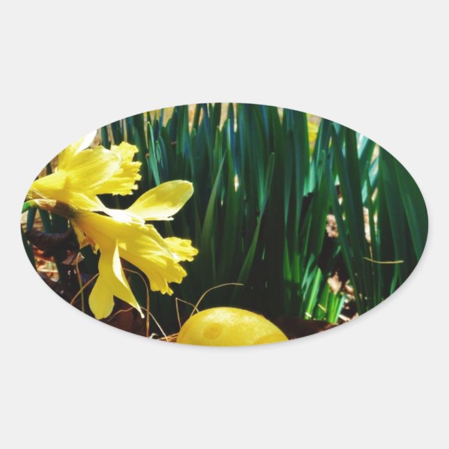 Yellow Daffodils and a Yellow Easter egg Oval Sticker (Front)
