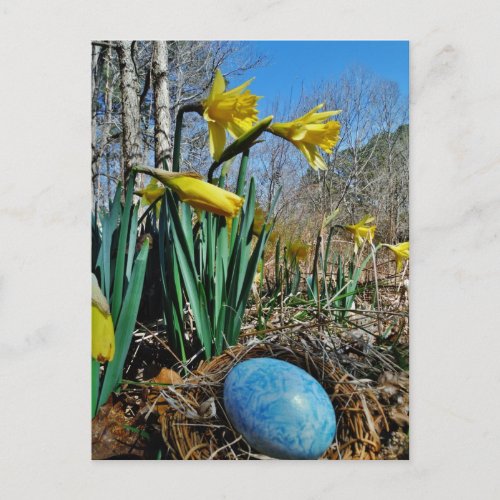 Yellow Daffodils and blue egg in nest Postcard