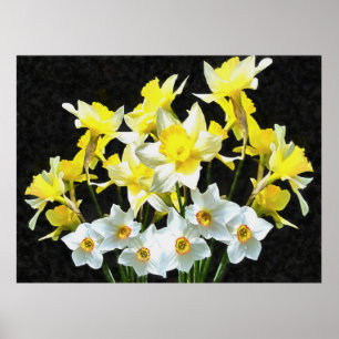 Yellow Daffodils And White Narcissi On Grey Poster