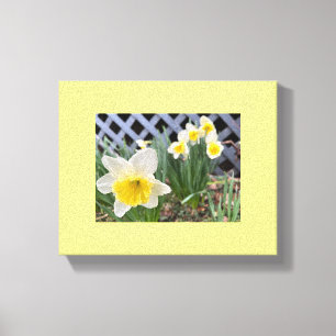 Yellow Daffodils  Canvas Print