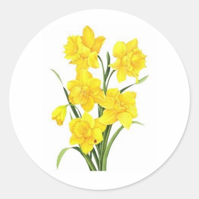 Yellow daffodils classic round sticker (Front)