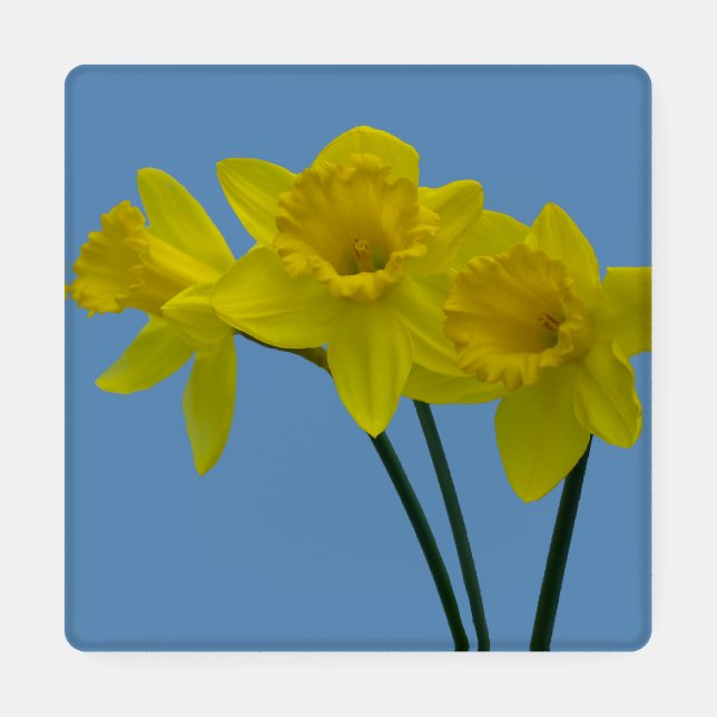 Yellow Daffodils Coaster set (Single)