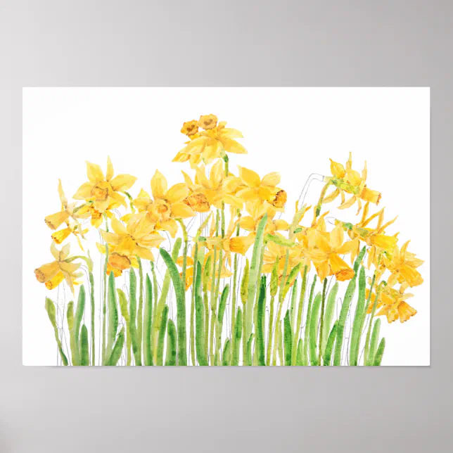 yellow daffodils field watercolor poster | Zazzle