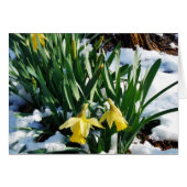 Yellow Daffodils flowers in the snow (Front Horizontal)