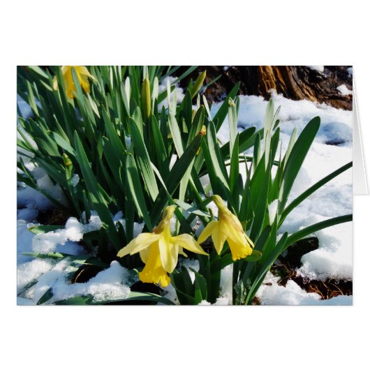 Yellow Daffodils flowers in the snow (Front Horizontal)