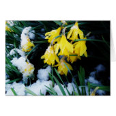 Yellow Daffodils flowers in the snow (Front Horizontal)