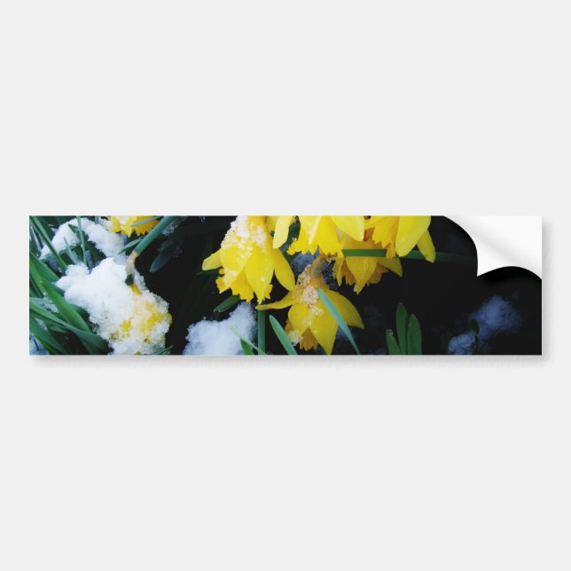 Yellow Daffodils flowers in the snow Bumper Sticker (Front)