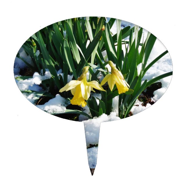 Yellow Daffodils flowers in the snow Cake Topper (Front)