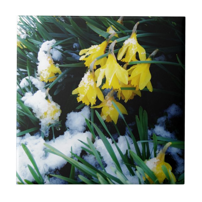 Yellow Daffodils flowers in the snow Ceramic Tile (Front)