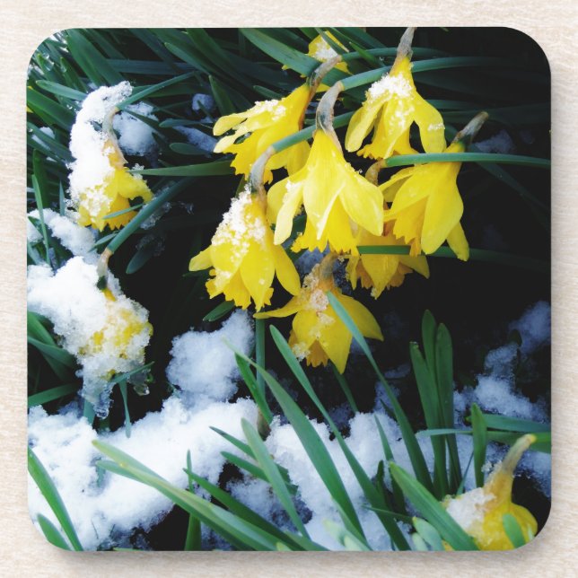 Yellow Daffodils flowers in the snow Drink Coaster (Front)