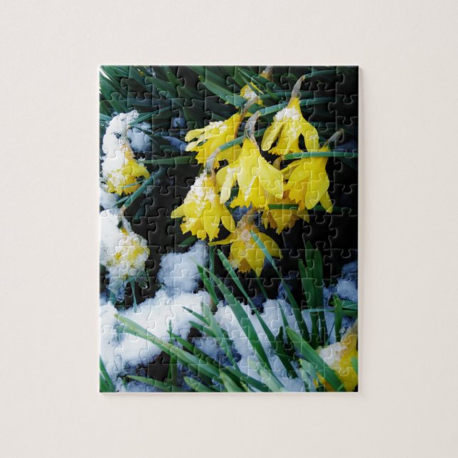 Yellow Daffodils flowers in the snow Jigsaw Puzzle (Vertical)