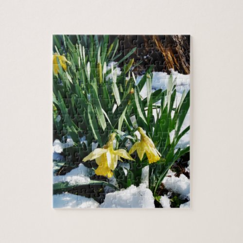 Yellow Daffodils flowers in the snow Jigsaw Puzzle