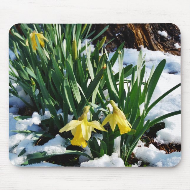 Yellow Daffodils flowers in the snow Mouse Pad (Front)