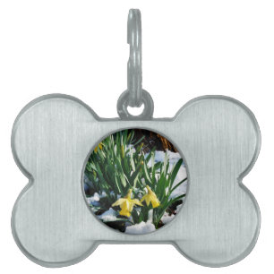 Yellow Daffodils flowers in the snow Pet Tag