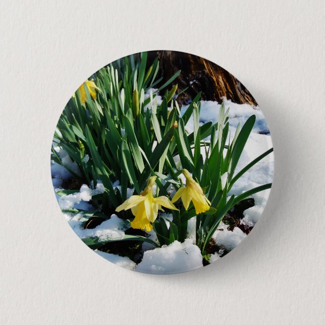 Yellow Daffodils flowers in the snow Pinback Button (Front)