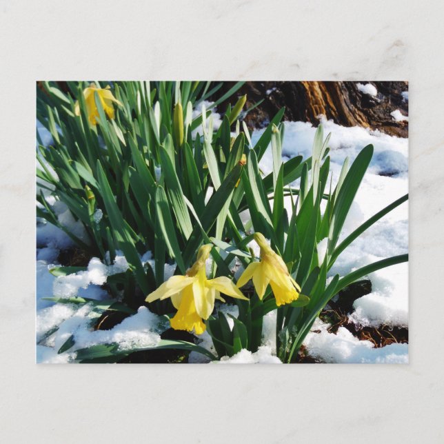 Yellow Daffodils flowers in the snow Postcard (Front)