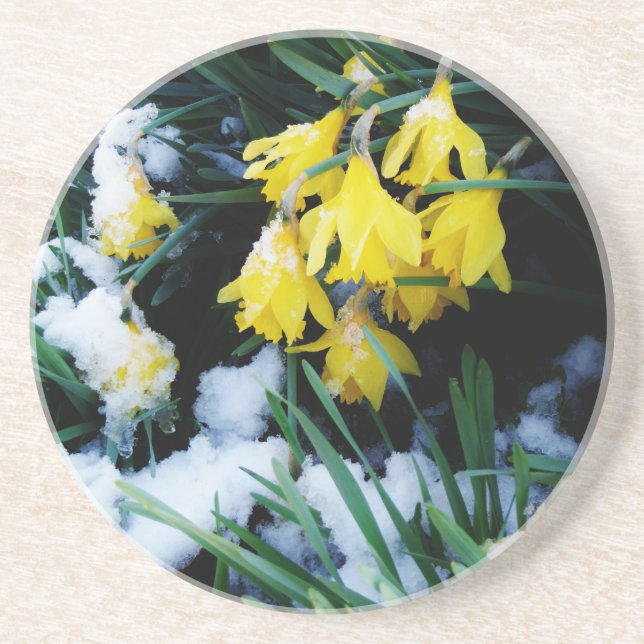 Yellow Daffodils flowers in the snow Sandstone Coaster (Front)