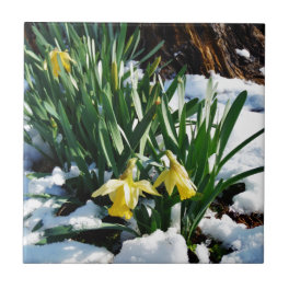 Yellow Daffodils flowers in the snow Tile
