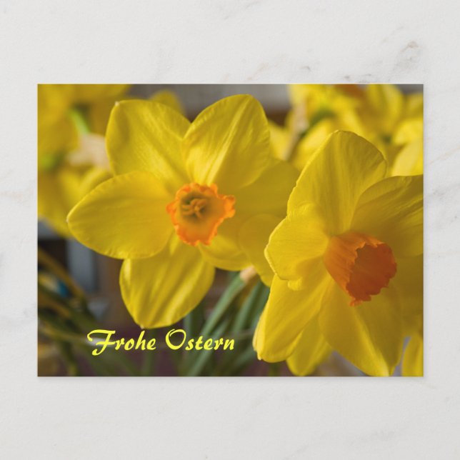Yellow daffodils Frohe Ostern postcard (Front)